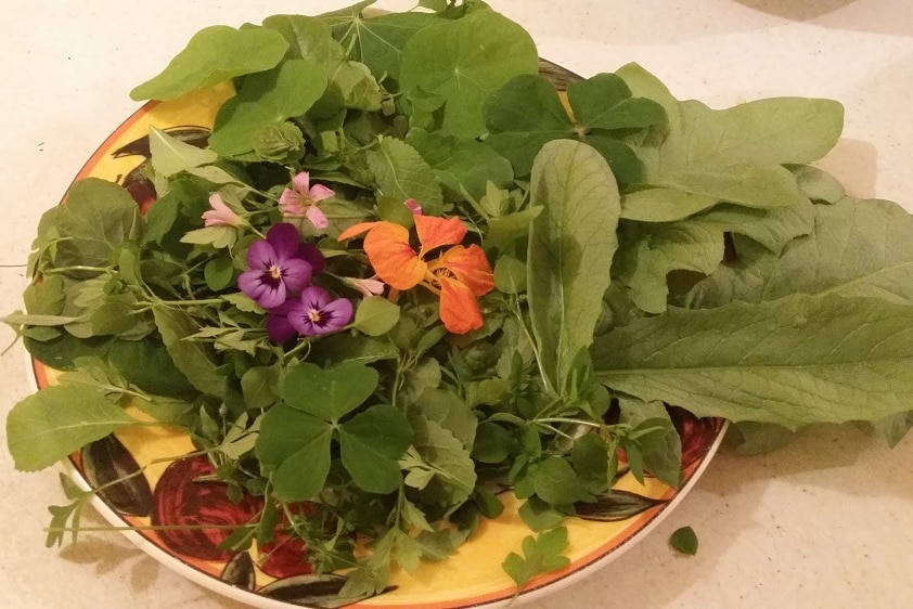 Kate Wall made a salad with edible weeds.