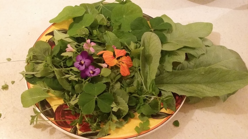 Kate Wall made a salad with edible weeds.