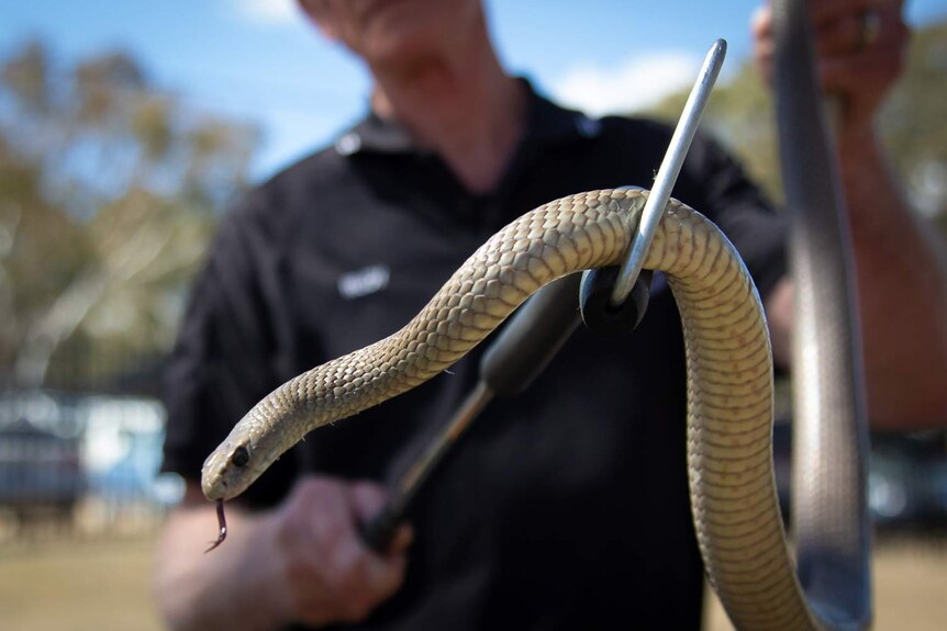 A snake handler is holding an eastern brown snake.