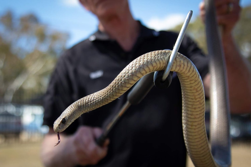 An eastern brown snake is moving through the grass.