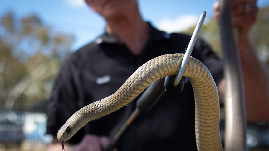 An eastern brown snake is moving through the grass.