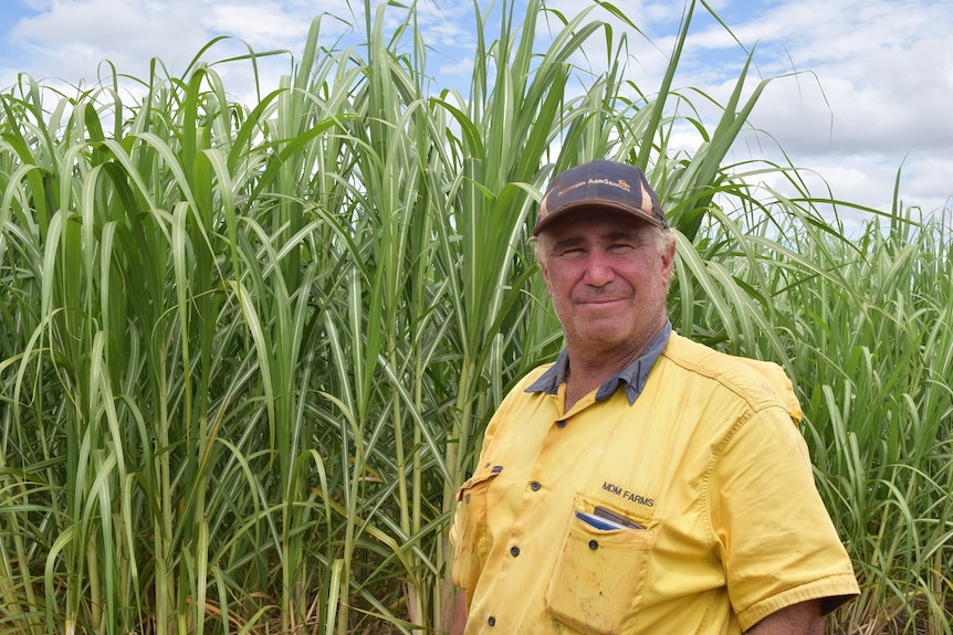 A cane grower, wearing a yellow shirt and cap, stands among his cane fields.