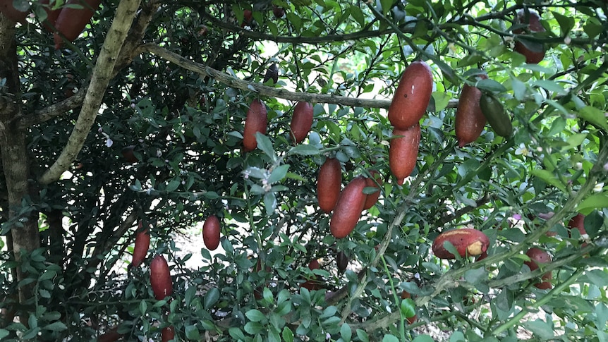 Red coloured finger limes inside the bush, some have scratches on their skin.