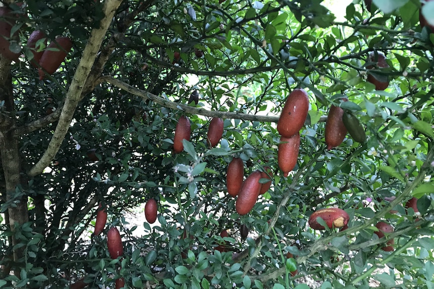 Red coloured finger limes inside the bush, some have scratches on their skin.