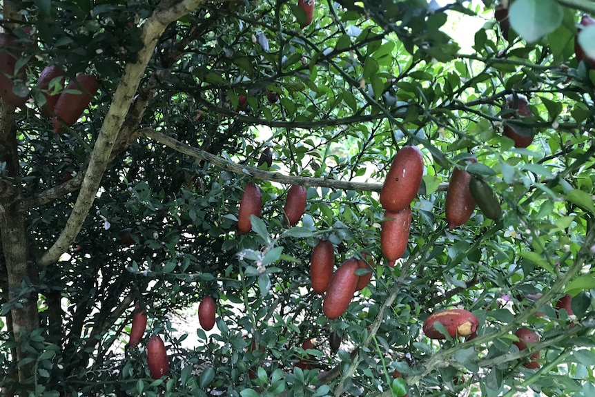 Red coloured finger limes inside the bush, some have scratches on their skin.