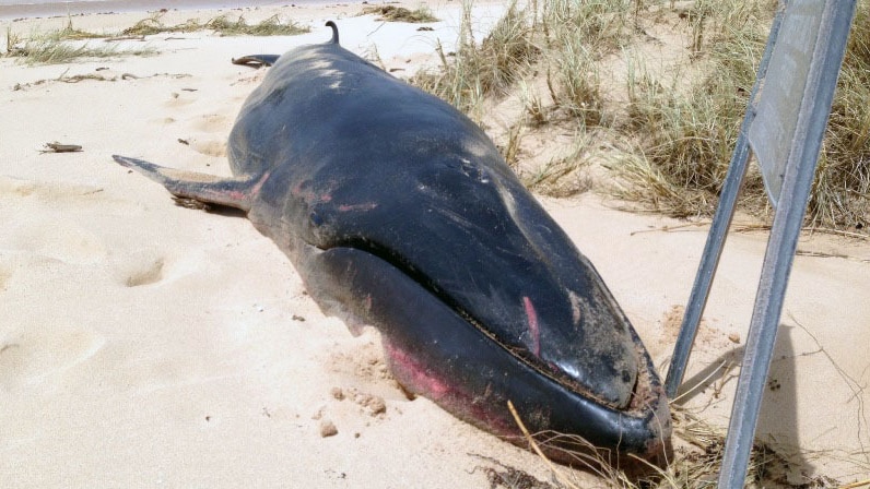 The carcass of an Omura's whale