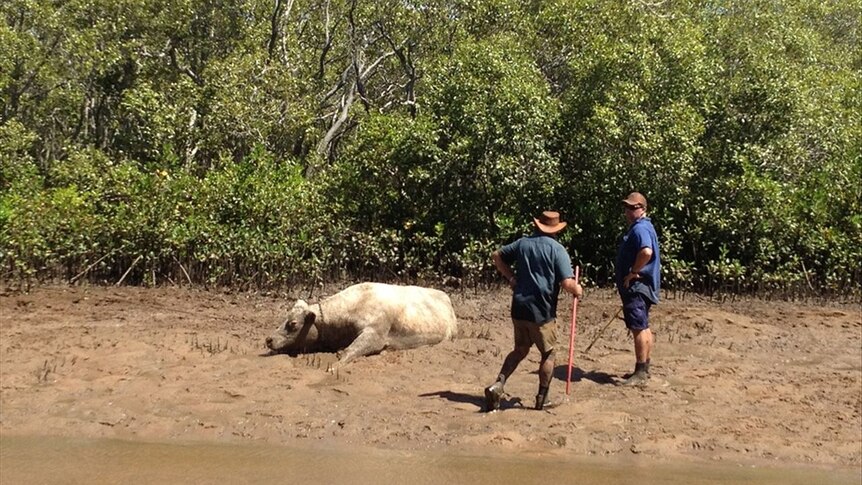 Rescuers wait patiently for the stressed cow.