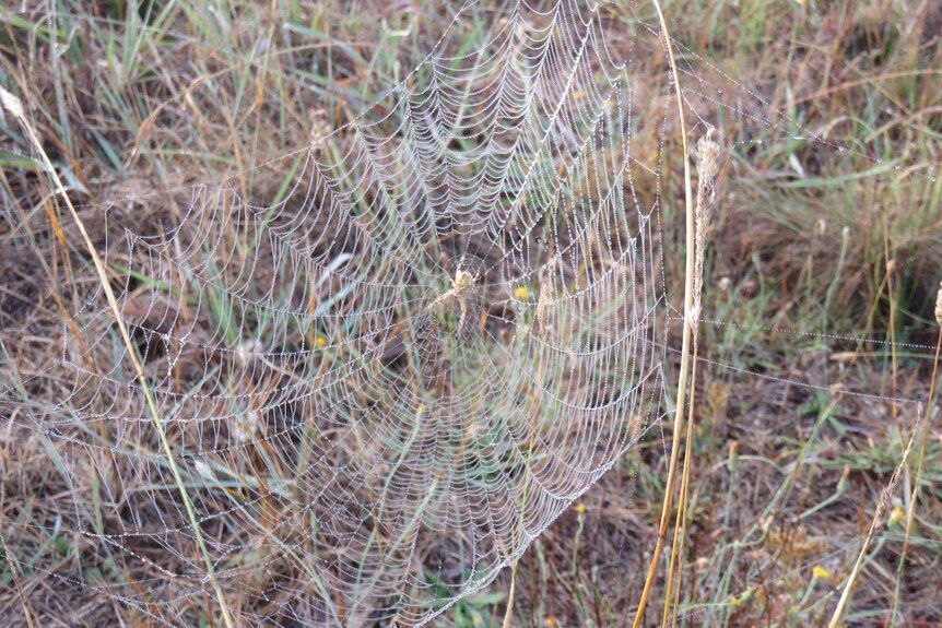 Spider season booming in Sydney thanks to warm, wet weather - ABC News