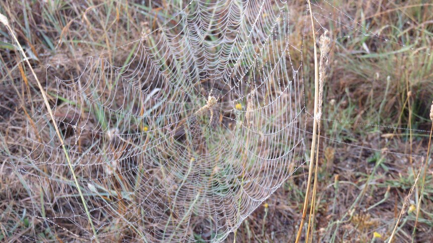 A female garden orb weaving spider