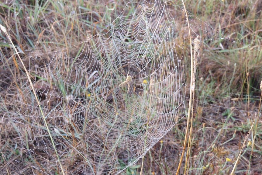 A female garden orb weaving spider