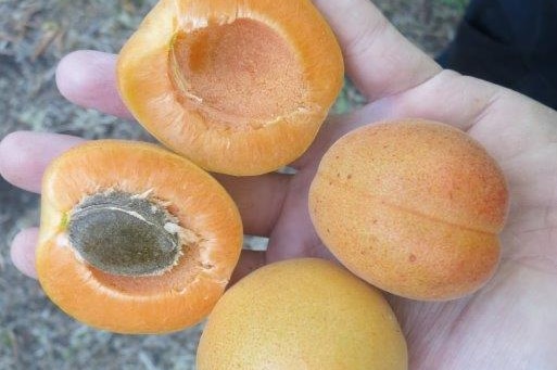 Whole and halved apricots in a man's hand