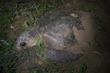 This loggerhead turtle is 60 years old and first started laying eggs in 1978