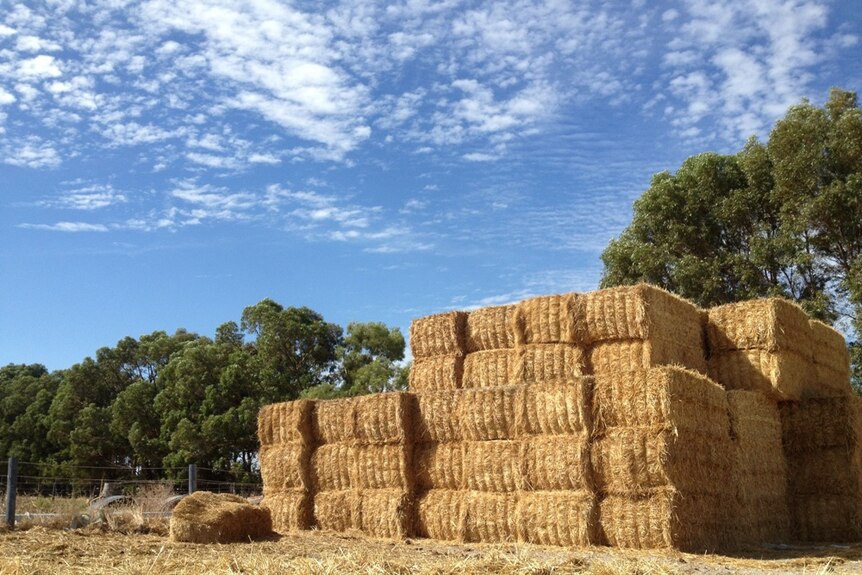 A high stack of hay bales in a paddock