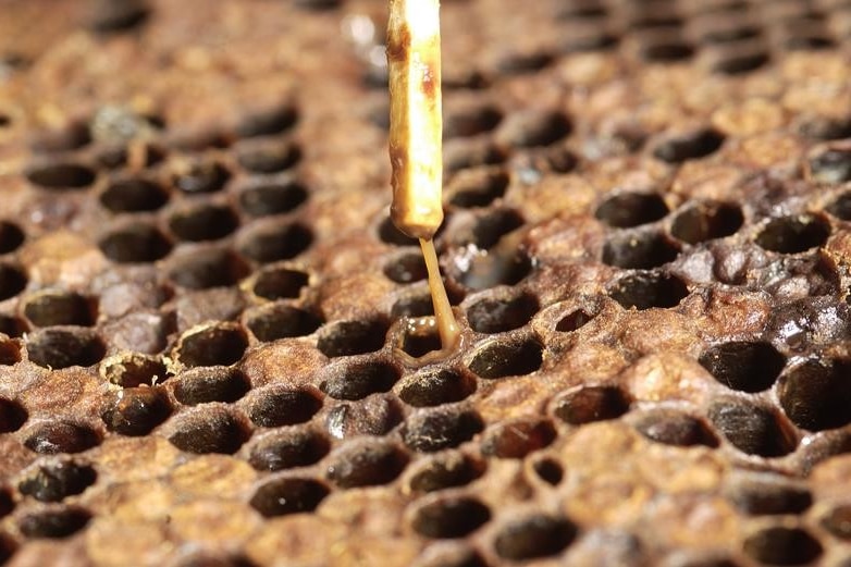 A brown honey comb with a match stick sample showing a gross brown honey substance.