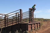 a man sitting on the top rail of a cattle yard, talking on the phone.