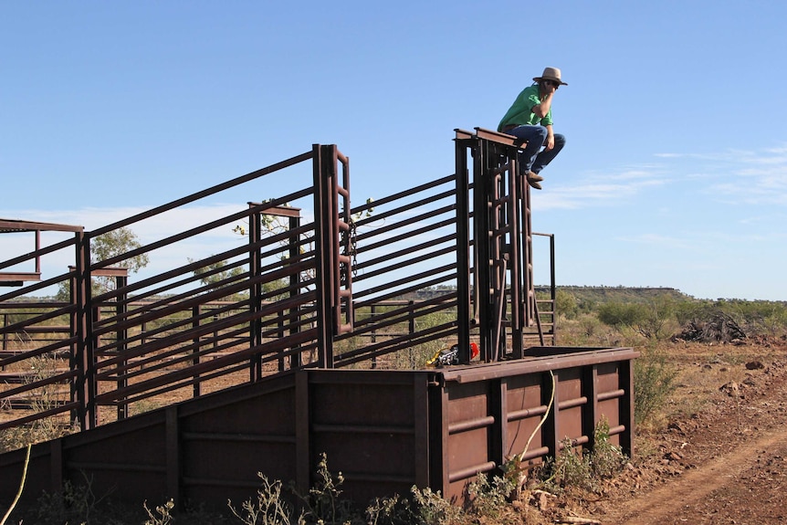 a man sitting on the top rail of a cattle yard, talking on the phone.