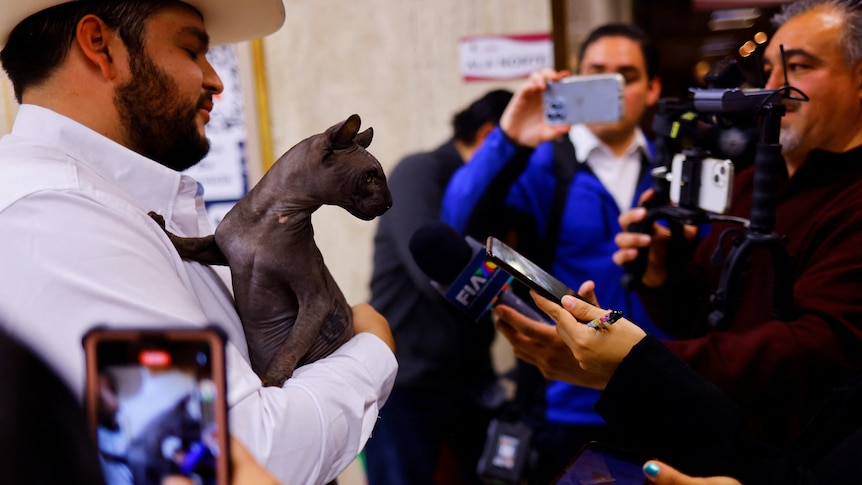 A man with a beard and cowboy hat holds up a grey, hairless cat for journalists who take pictures with phones and cameras.