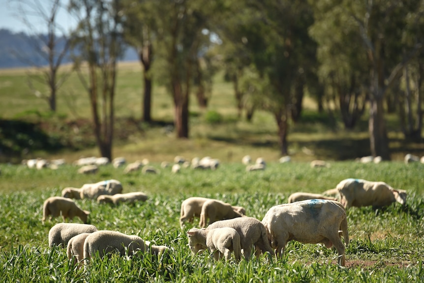 A group of sheep stand together in a paddock. 