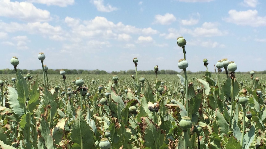 Northern Territory poppies