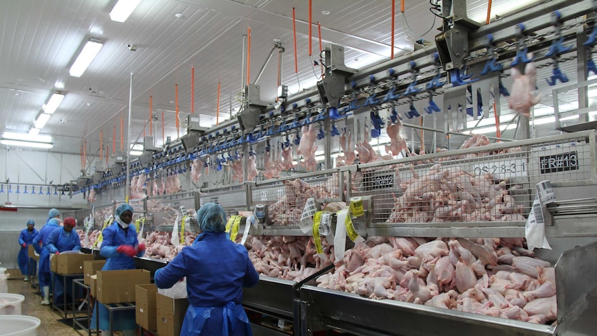 Large open chicken meat processing plant with people in blue uniforms at benches of thousands of chicken meat.