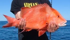 Red emperor are a prized catch.