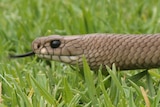 The common brown snake is responsible for about 95 per cent of animal bites