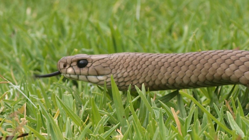 The common brown snake is responsible for about 95 per cent of animal bites