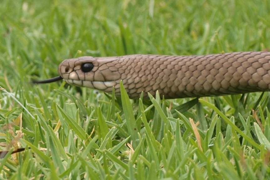 In Cooranbong last month an 81-year-old man was bitten by a brown snake, the world's second most venomous land snake.