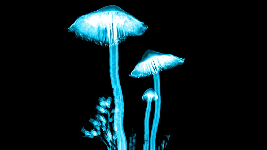 Mushrooms with long stems, lit with an artificial blue light. 