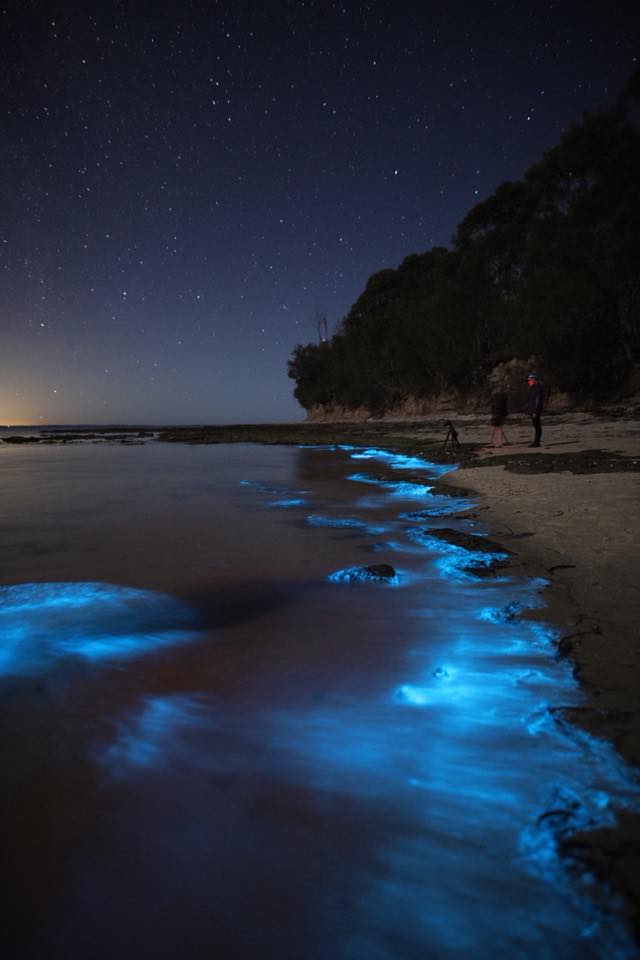A beach lit up by a blue neon glow from bioluminescence