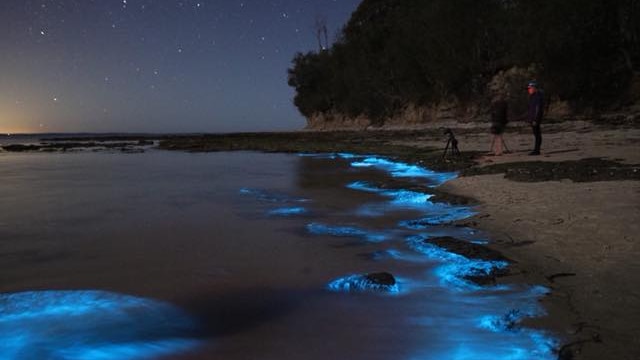 A beach lit up by a blue neon glow from bioluminescence