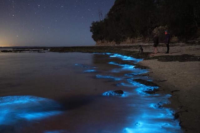 A beach lit up by a blue neon glow from bioluminescence