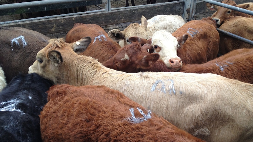 Beef cattle at auction at Casino, north coast NSW.