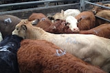 Beef cattle at auction