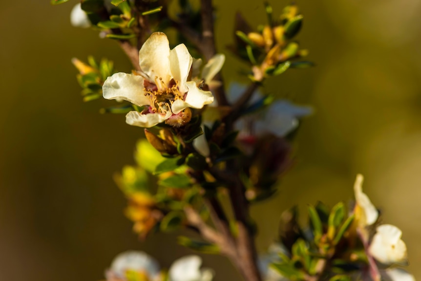 A close up of a native plant with small white flowers.