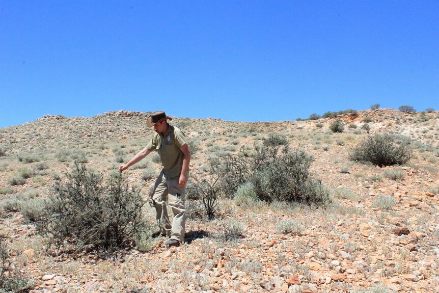 Collecting seeds