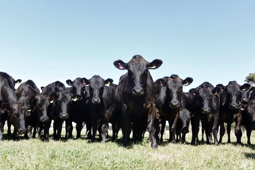 A herd of black cows in a line walking towards the camera. One is placed slightly in front leading the march 