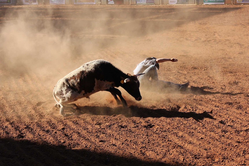 A man falls off down after wresting a steer in a dusty rodeo ring