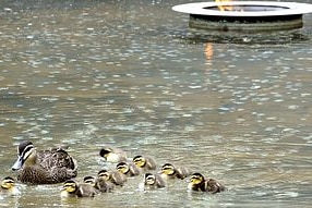 Mother duck and her ducklings (AAP/Alan Porritt)