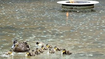 Mother duck and her ducklings (AAP/Alan Porritt)