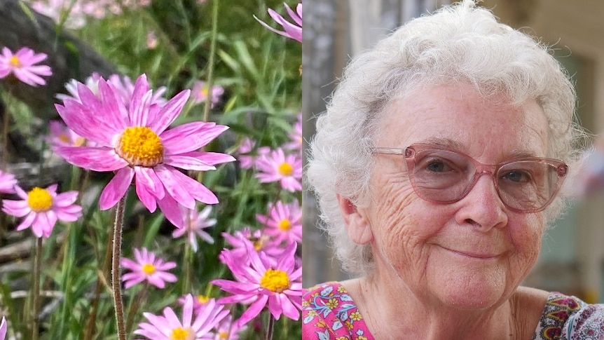A split photo of tiny pink daisies, and an smiling older woman with short white hair and pink glasses.
