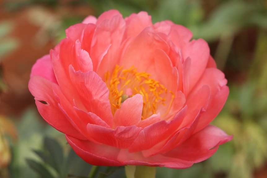 A close-up shot of a pink peony in full bloom.