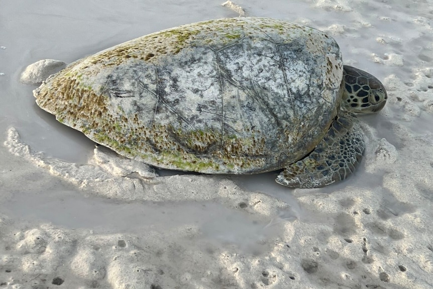 A turtle lies on sand.
