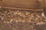 A plague of mice in a huddle in South Australia