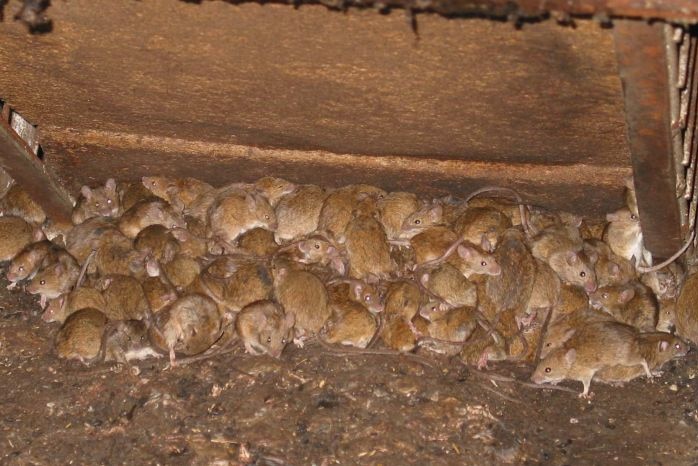 Mouse plague in South Australia worsens
