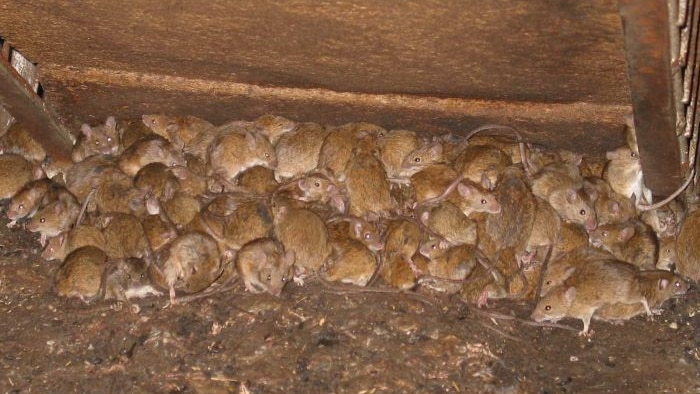 Mouse plague in South Australia
