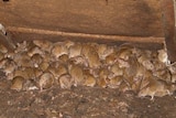 A plague of mice in a huddle in South Australia