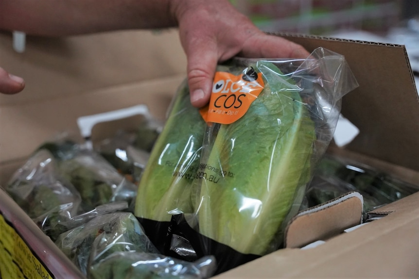 Hand holds a plastic packaged cos lettuce 