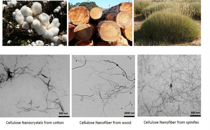 Images of cotton, wood and spinifex with correlating microscopic images of their nanofibres.