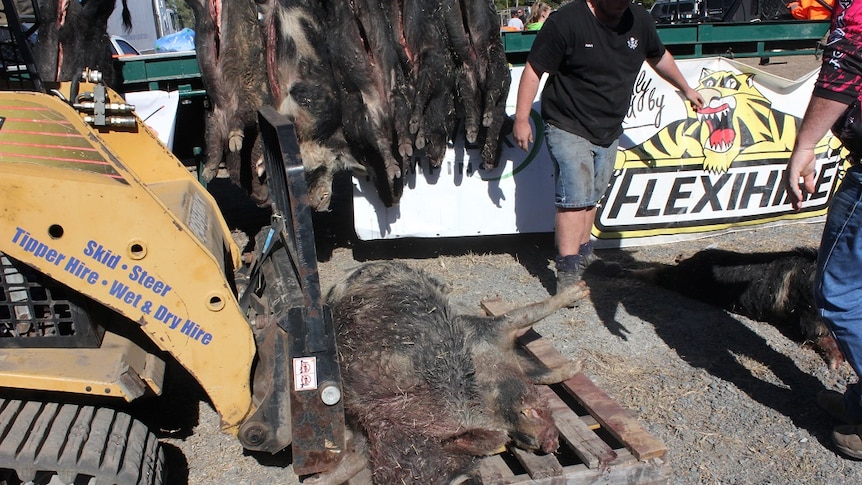 dead pigs hanging on racks and on ground